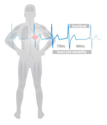 Heart Rate Variability (HRV) - Firstbeat Science